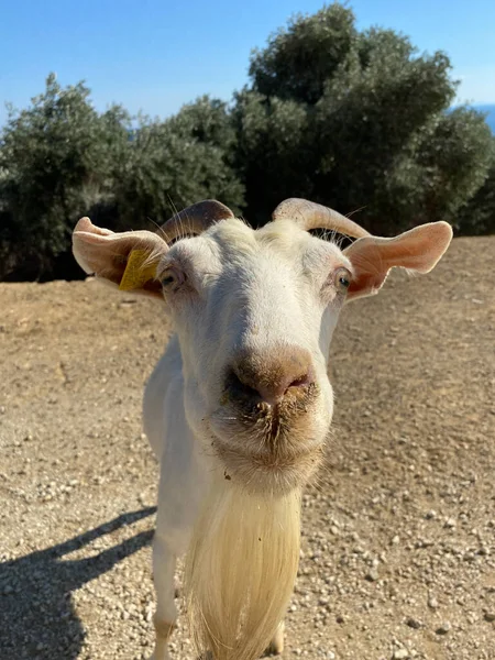 Chèvre Errant Dans Nature Regardant Caméra Concentrée Très Près — Photo
