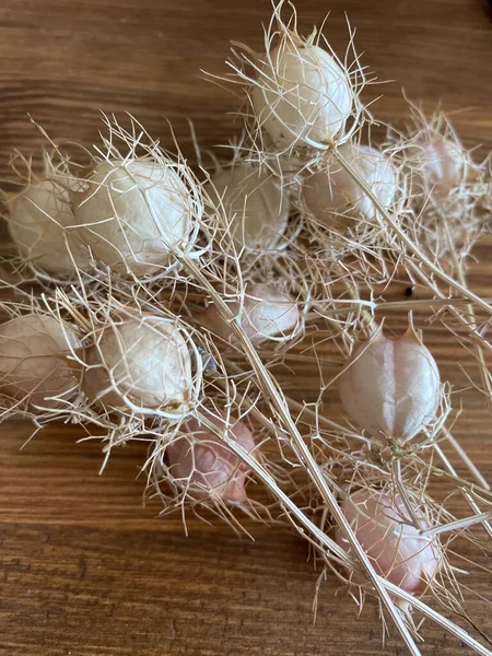  Kurutulmuş Nigella Damascena detayı. Kurutulmuş siyah kimyon tohumu. Dağlarda yetişen doğal siyah kimyon.