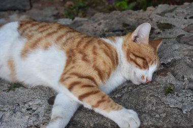 A cat fell asleep on stone ground in the park. Peaceful, calm and sleepy cat with outstretched arms and legs. Animal love, tranquility concept