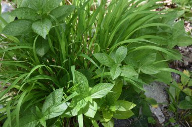 Close-up of Carex blanda and fresh mint plant in nature. Carex blanda is an evergreen perennial that grows in the shade of mountains.