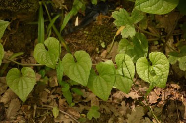 Black bryony,Tamus communis leaves in the forest in autumn. Dioscoreaceae leaves