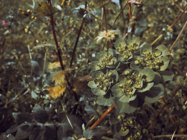 Euphorbia helioscopia with a blurred background in the forest. Medicinal yellow plant fragrance petals