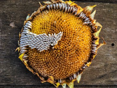 view of Seeds in a dried sunflower. vintage sunflower head on a wooden background