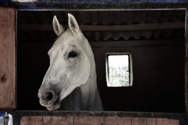 close-up portrait of a white chestnut horse standing at the horse farm looking out the window in its stable. 