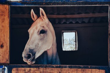 close-up portrait of a white chestnut horse standing at the horse farm looking out the window in its stable. 