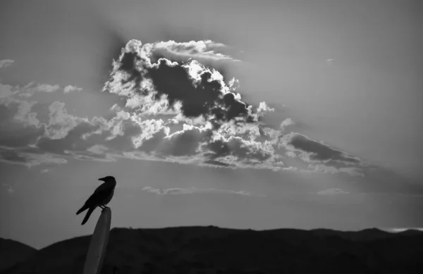 silhouette of a crow waiting in satellite dish at dawn and a cloud cluster with silhouette of volcanic mountain in the background in a dash of light. Crow Silhouette for Halloween, horror background