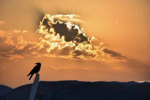silhouette of a crow waiting in satellite dish at dawn and a cloud cluster with silhouette of volcanic mountain in the background in a dash of light. Crow Silhouette for Halloween, horror background