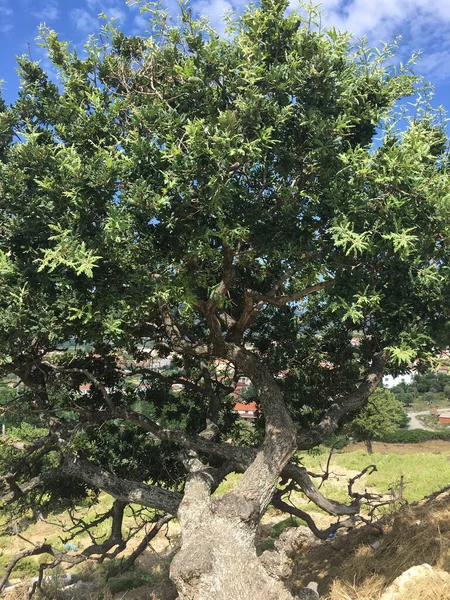 올리브 나무와 가지들이 — 스톡 사진