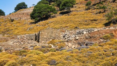 Typical plants of the Aegean and Mediterranean; small maquis trees, dried grass for sheep and goats to eat, stony mountain cliffs and a blue sky with clouds. Gokceada Imbros Turkey 