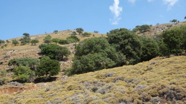 view of a Cloud cluster standing vertically on a clear blue sky with maquis,  trees, greenery on the mountain in a Aegean village