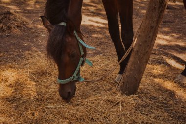 a horse tied to a tree in the forest is feeding hay. An adult horse grazes in the forest, tied to a tree in the mountains