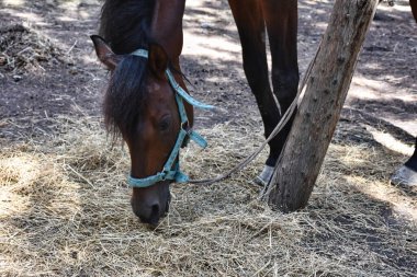 a horse tied to a tree in the forest is feeding hay. An adult horse grazes in the forest, tied to a tree in the mountains