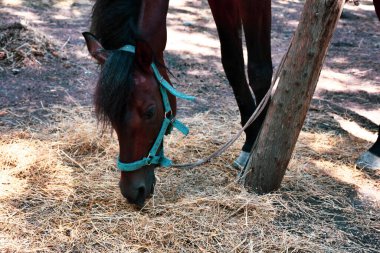 a horse tied to a tree in the forest is feeding hay. An adult horse grazes in the forest, tied to a tree in the mountains