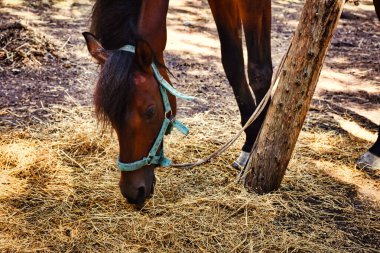 a horse tied to a tree in the forest is feeding hay. An adult horse grazes in the forest, tied to a tree in the mountains