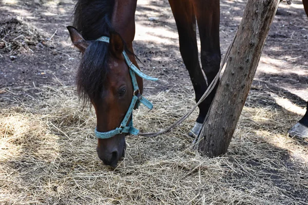 a horse tied to a tree in the forest is feeding hay. An adult horse grazes in the forest, tied to a tree in the mountains