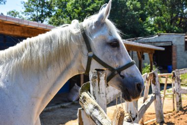 A white prairie horse looking at the camera with his emotional gaze at the horse farm. There is a riding training track around it and it is waiting for its turn.