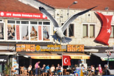 Foca, Izmir, Turkey 29 Jun 2021.  A big seagull spreading its wings above the boats in the historical port of Izmir Foa and restaurants along the harbor, Turkish flag, silhouettes of tourists