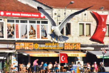 Foca, Izmir, Turkey 29 Jun 2021.  A big seagull spreading its wings above the boats in the historical port of Izmir Foa and restaurants along the harbor, Turkish flag, silhouettes of tourists