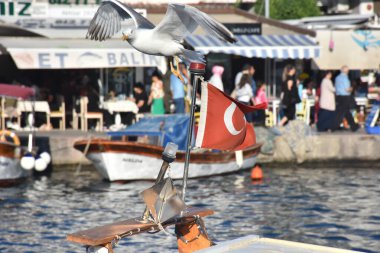 Foca, Izmir, Turkey 29 Jun 2021.  A big seagull spreading its wings above the boats in the historical port of Izmir Foca and restaurants along the harbor, Turkish flag, silhouettes of tourists