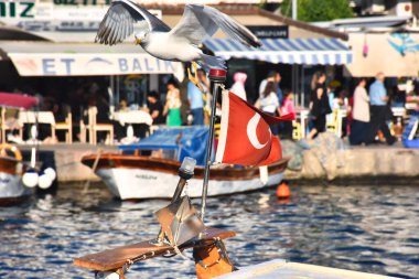 Foca, Izmir, Turkey 29 Jun 2021.  A big seagull spreading its wings above the boats in the historical port of Izmir Foca and restaurants along the harbor, Turkish flag, silhouettes of tourists