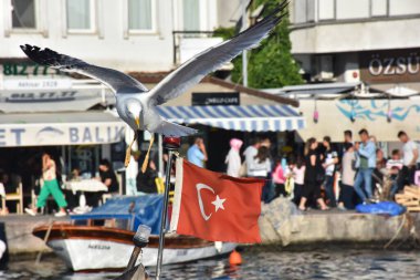 Foca, Izmir, Turkey 29 Jun 2021.  A big seagull spreading its wings above the boats in the historical port of Izmir Foca and restaurants along the harbor, Turkish flag, silhouettes of tourists