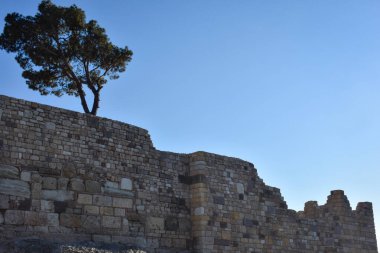 Close-up historical stone walls of a medieval Castle and a pine tree overgrown on it.