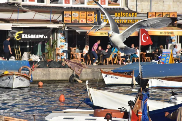 Foca, Izmir, Turkey 29 Jun 2021 Fishing boats with Turkish flags along the coastline of Foca holiday resort, cafe, hotels and restaurants on the opposite shore. Aegean town of Izmir.
