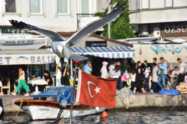 Foca, Izmir, Turkey 29 Jun 2021.  A big seagull spreading its wings above the boats in the historical port of Izmir Foca and restaurants along the harbor, Turkish flag, silhouettes of tourists