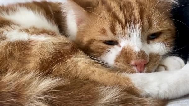 Een Gember Rode Kop Kat Ligt Het Bed Langzaam Sluit — Stockvideo