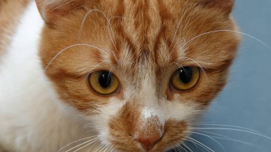 Büyük sarı ve yeşil gözlü sağlıklı bir kızıl kedinin yakın plan portresi. Seçici odaklanma. Stüdyo çekimi