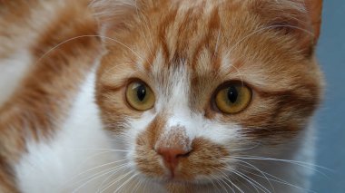 Büyük sarı ve yeşil gözlü sağlıklı bir kızıl kedinin yakın plan portresi. Seçici odaklanma. Stüdyo çekimi