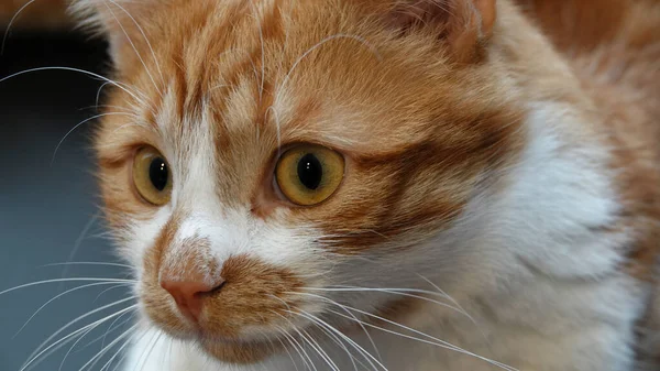 Close-up portrait of a healthy young red ginger cat with big yellow and green eyes. selective focus. Studio shot