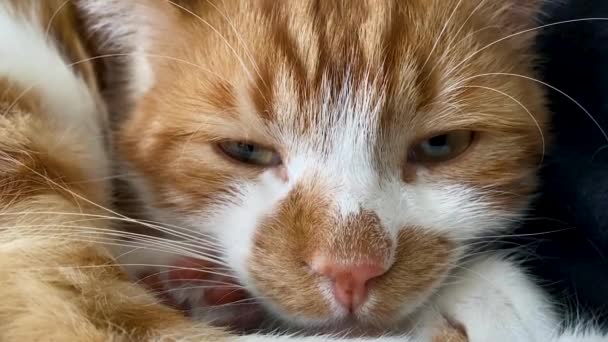 Rudy Kot Leży Łóżku Powoli Zamyka Oczy Piękny Puszysty Kot — Wideo stockowe