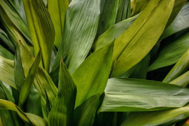 Bahçedeki Aspidistra elatior Variegata bitkisinin taze yeşil yaprakları