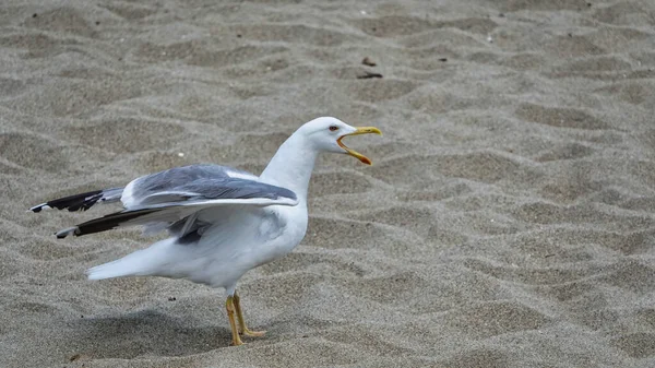 Portrait Angry Squawking Seagull Beak Wide Open Sand — Stock Photo, Image