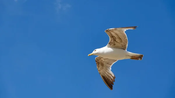 Beautiful huge Aegean island seagull, spreading its wings, flies against the blue sky.