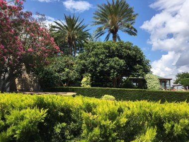 Kuzey Kıbrıs 'taki Bellapais manastırı içinde çam ağaçları ve yeşil çimlerle park manzarası