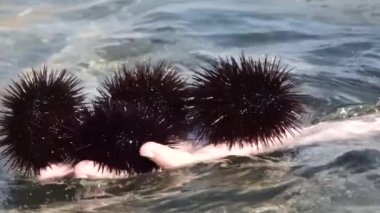 Denizde yaşayan deniz kestanelerine dokunan bir kadın onları avucunun içinde topluyor.