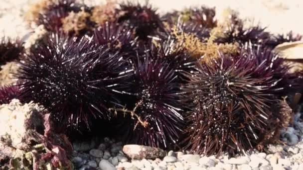 Close View Moving Sea Urchins Pebbles Beach — Stock Video