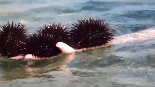 바다에 성게에 그녀의 손바닥에 성게를 모은다 — 비디오