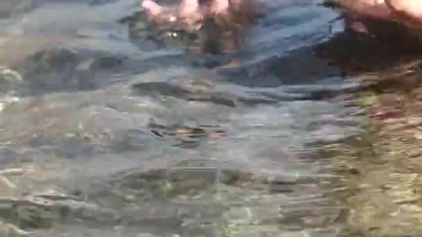Женская Рука Касающаяся Живых Морских Ежей Море Собирает Ладони — стоковое видео