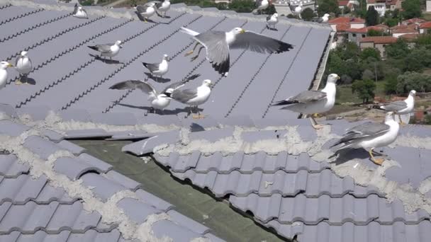荒岛海鸥在Gkeada的屋顶上等待食物 Imbros Island Canakkale土耳其 — 图库视频影像