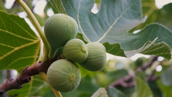 İncir ağacı ve doğal tohumdan meyveler dalda, yakın mesafede.