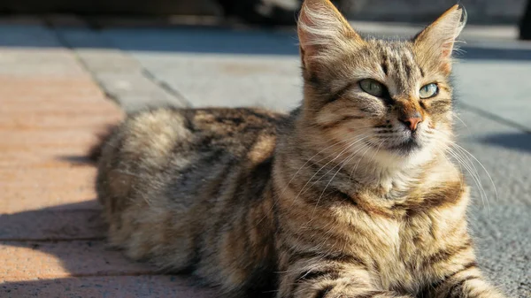 An old and healthy tabby cat lies peacefully on the streets of Istanbul and watches the surroundings