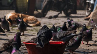 Plastik kovada yıkanan, su içen ve İstanbul Ortakoy Meydanı 'ndaki halk tarafından kuş yemi verilen güvercinlerin yakın çekimi. İstanbul Türkiye