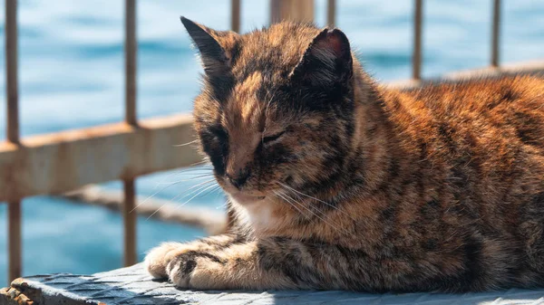 An injured and treated stray cat lying by the sea at Ortakoy in Istanbul Turkey