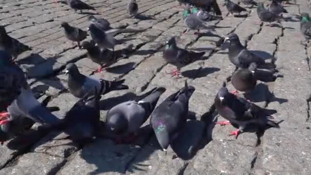 Ένα Σμήνος Περιστεριών Τρώει Σπόρους Πουλιών Στο Έδαφος Αργή Κίνηση — Αρχείο Βίντεο