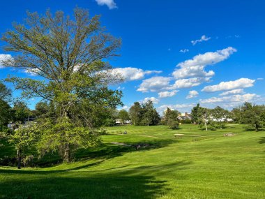 çim ve ağaçların yaz peyzaj
