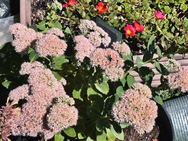 Pembe süslemeli sonbahar bitkileri, Sedum Stonecrop bitkisi. Çiçekli Sedum Sonbahar neşesi