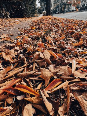 Sokakta kuru meşe yaprakları ve akçaağaç sarısı yapraklar. Sonbahar mevsimi şehir manzarası